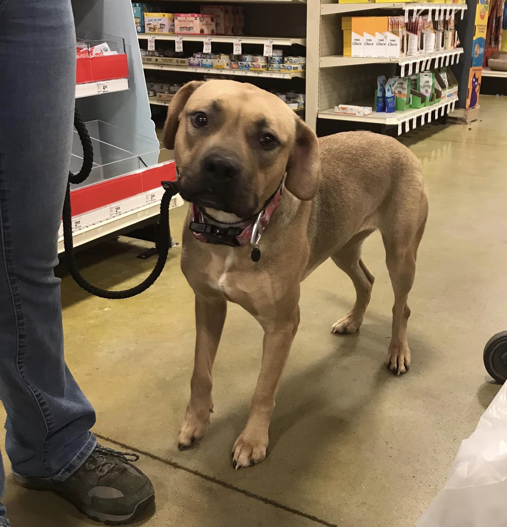 Millie, a Adoptable mixed breed in Olive Branch, MS image 1/6