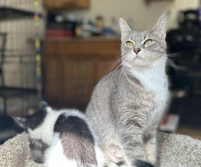 Lucy, a ADOPTABLE Domestic Short Hair in Salem, NH image 2/4