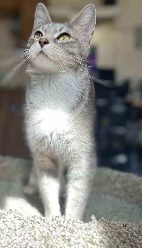 Lucy, a ADOPTABLE Domestic Short Hair in Salem, NH image 1/4