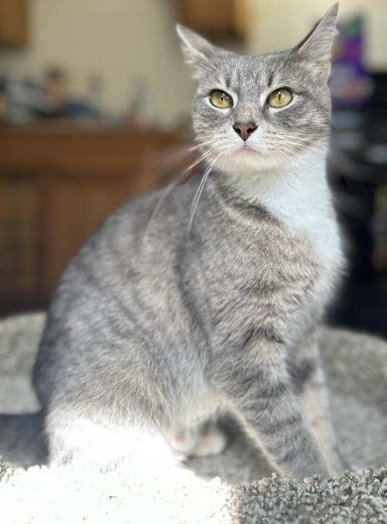 Lucy, a ADOPTABLE Domestic Short Hair in Salem, NH image 3/4