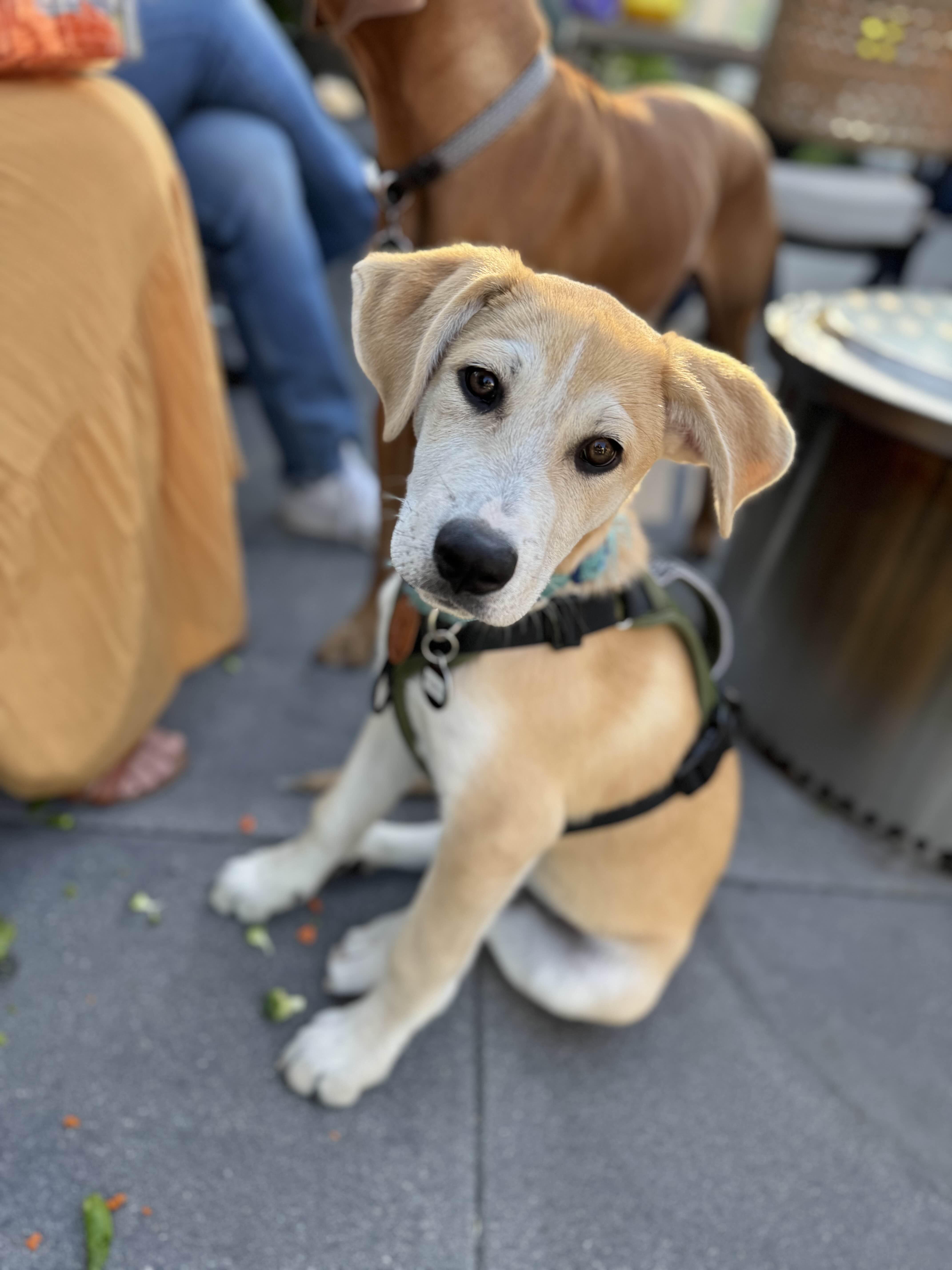 Meet Haku Haku is an approximately 3 month old shepherdretrieverwere-not-really-sure mix who arr