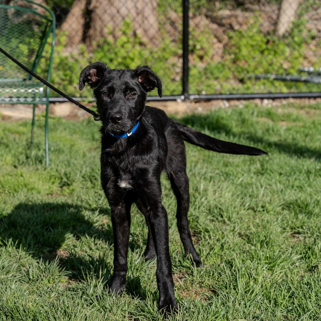Enlarge Louie, a Adoptable mixed breed in Pawling, NY image 1/6