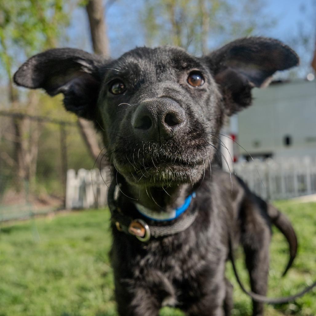 Enlarge Louie, a Adoptable mixed breed in Pawling, NY image 2/6