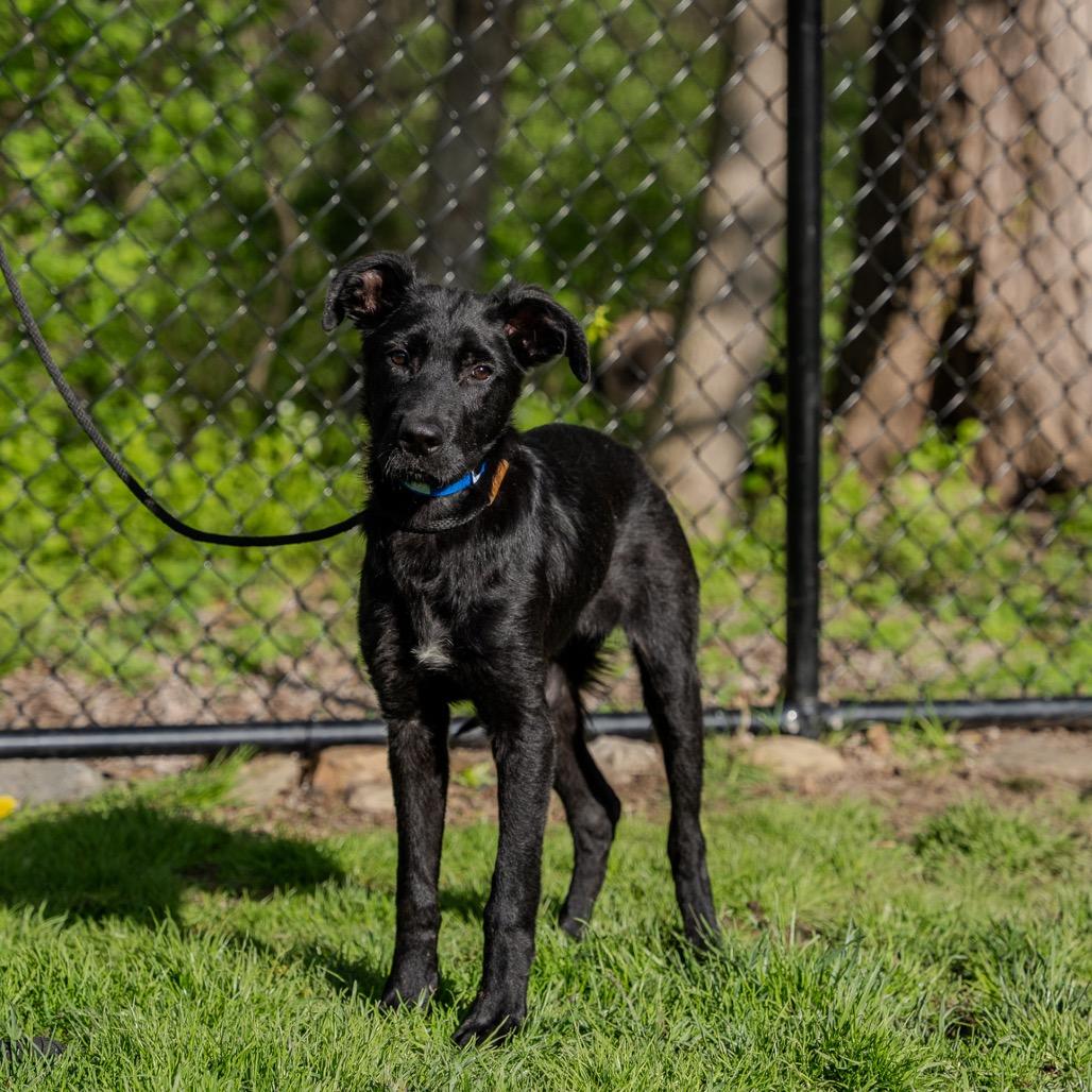 Enlarge Louie, a Adoptable mixed breed in Pawling, NY image 3/6