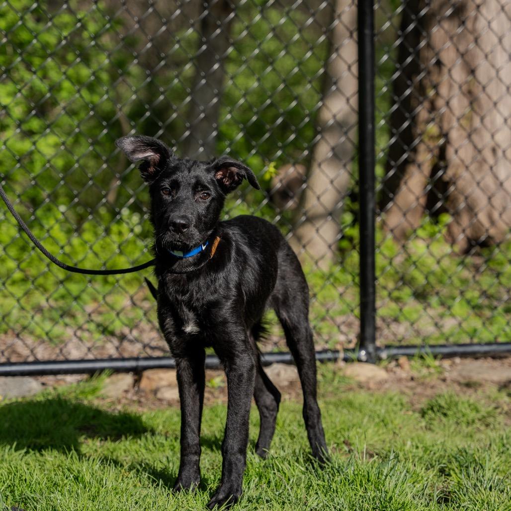 Enlarge Louie, a Adoptable mixed breed in Pawling, NY image 4/6