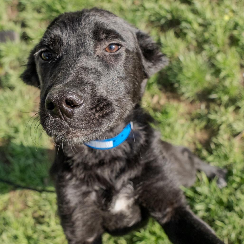 Enlarge Louie, a Adoptable mixed breed in Pawling, NY image 5/6