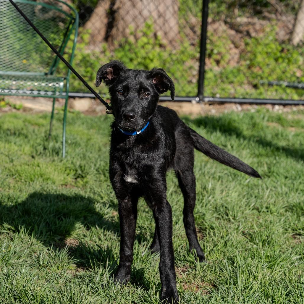 Enlarge Louie, a Adoptable mixed breed in Pawling, NY image 6/6