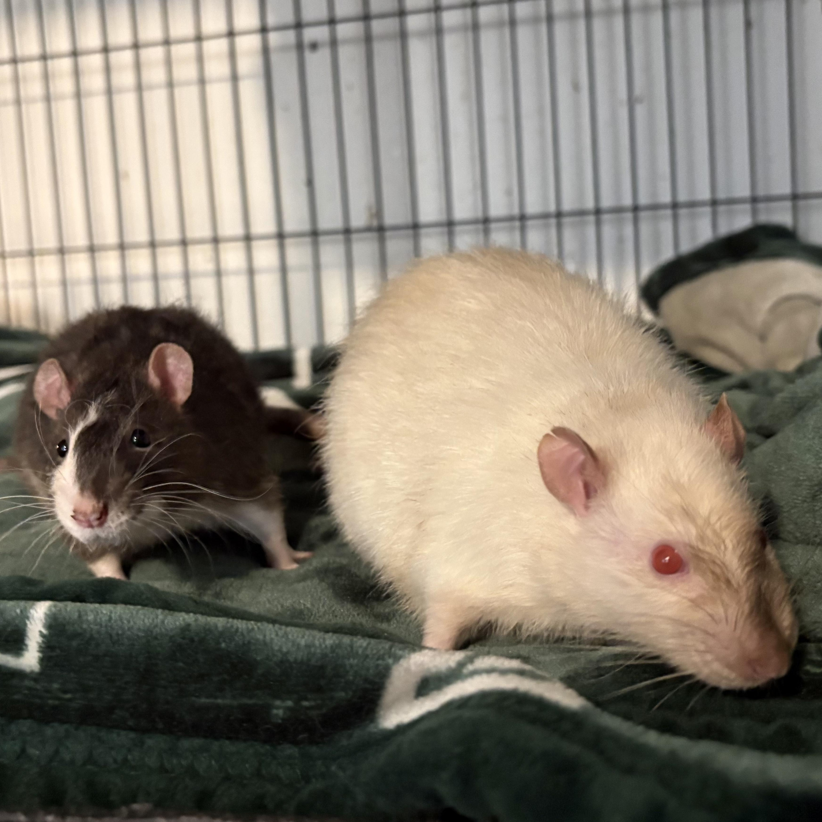 Gnocchi & Ravioli, adopted, Adult Male Rat.