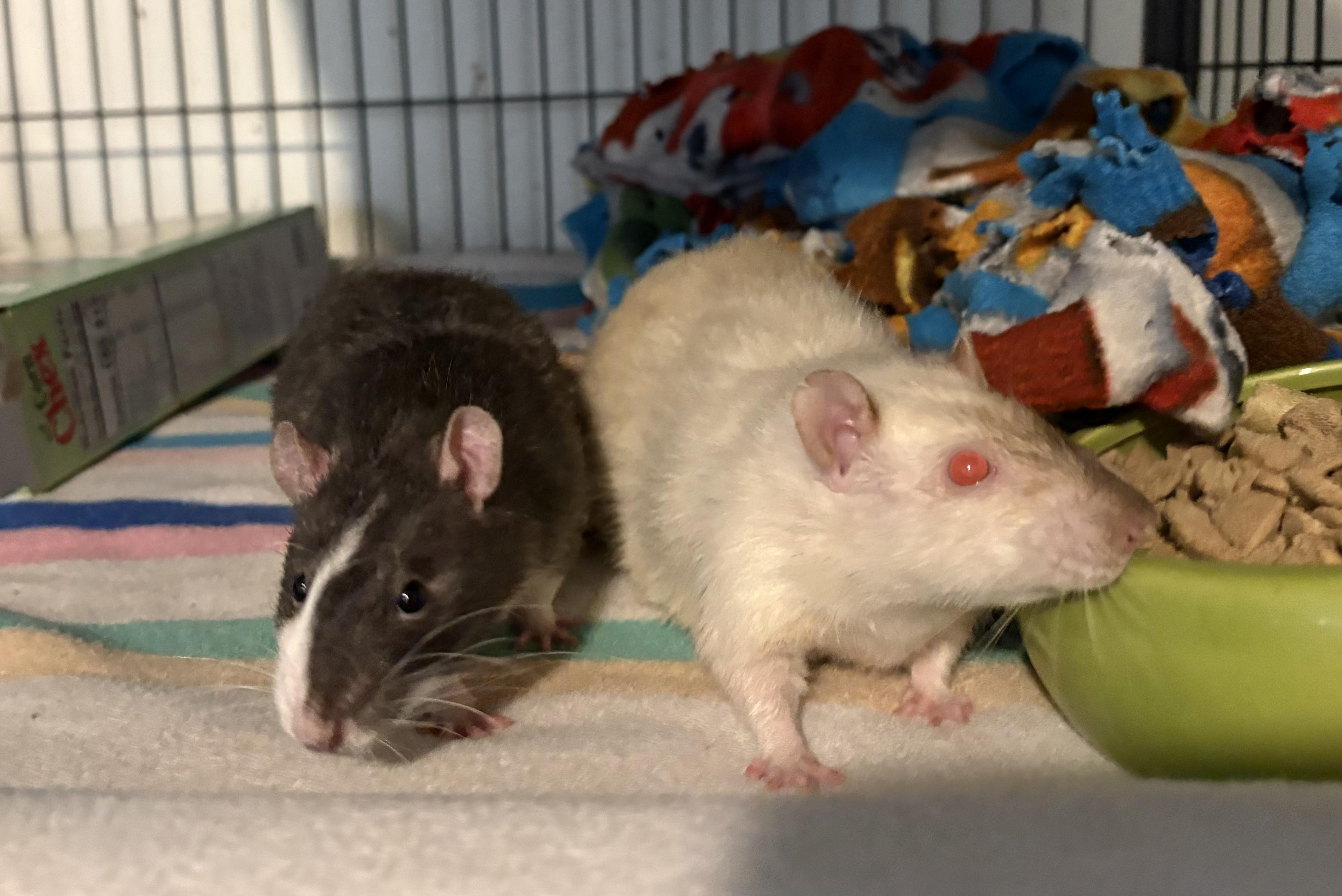 Enlarge Gnocchi & Ravioli, an adopted Rat in Grand Rapids, MI image 5/5