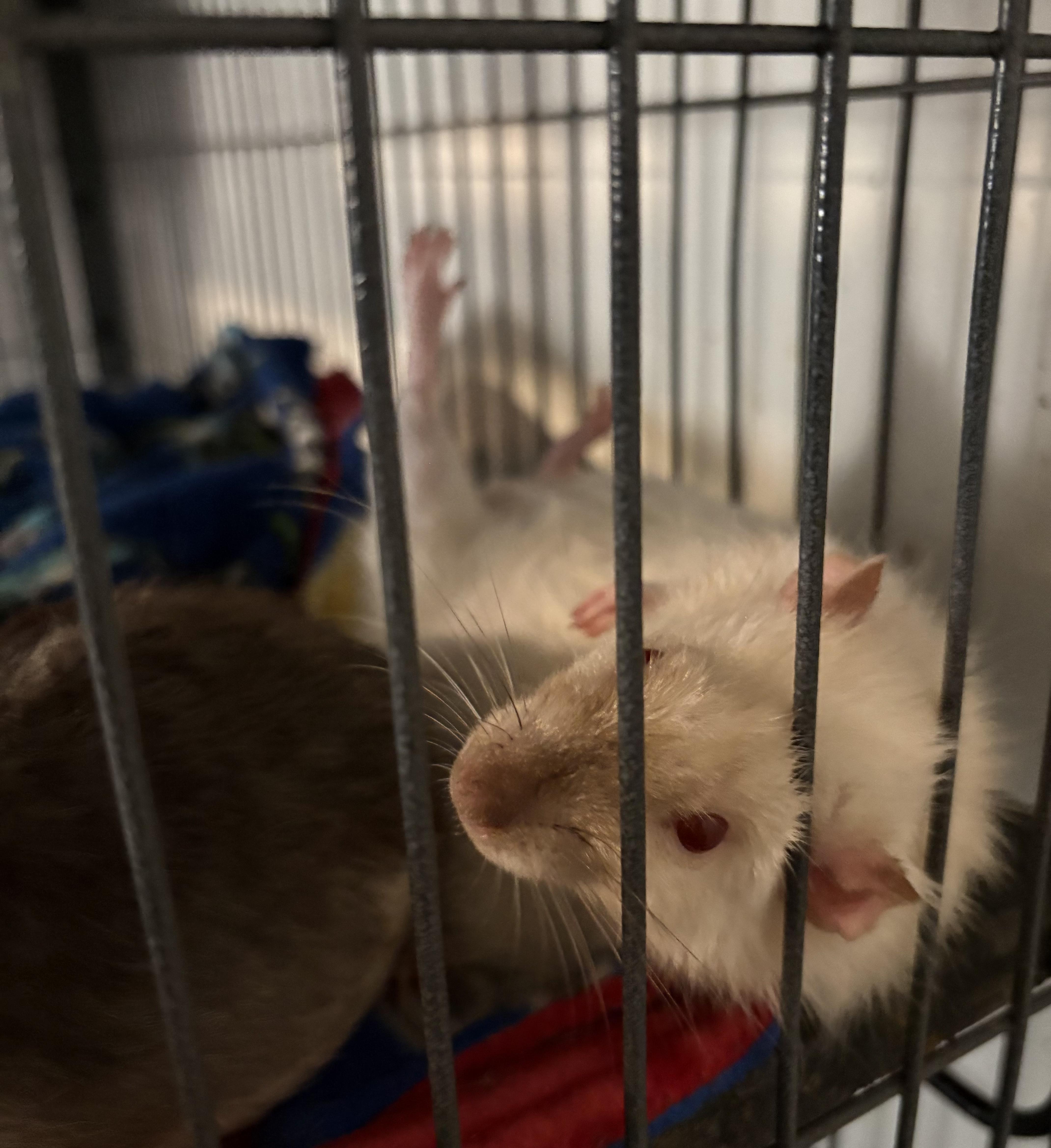 Enlarge Gnocchi & Ravioli, an adopted Rat in Grand Rapids, MI image 4/5