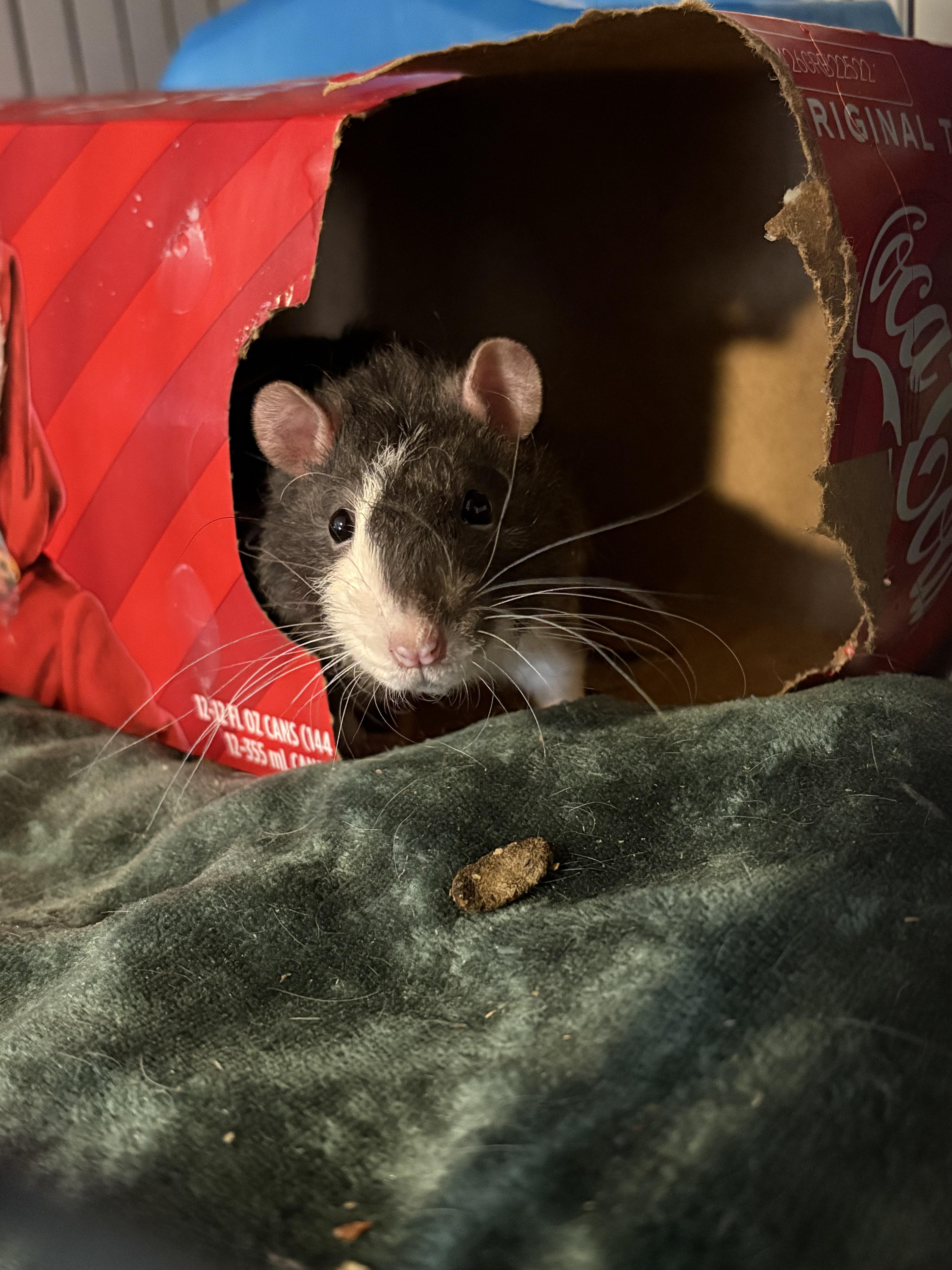 Enlarge Gnocchi & Ravioli, an adopted Rat in Grand Rapids, MI image 2/5