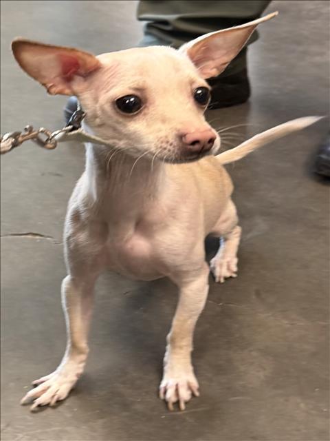Enlarge Buddy, an adopted Chihuahua in Los Angeles, CA image 1/1
