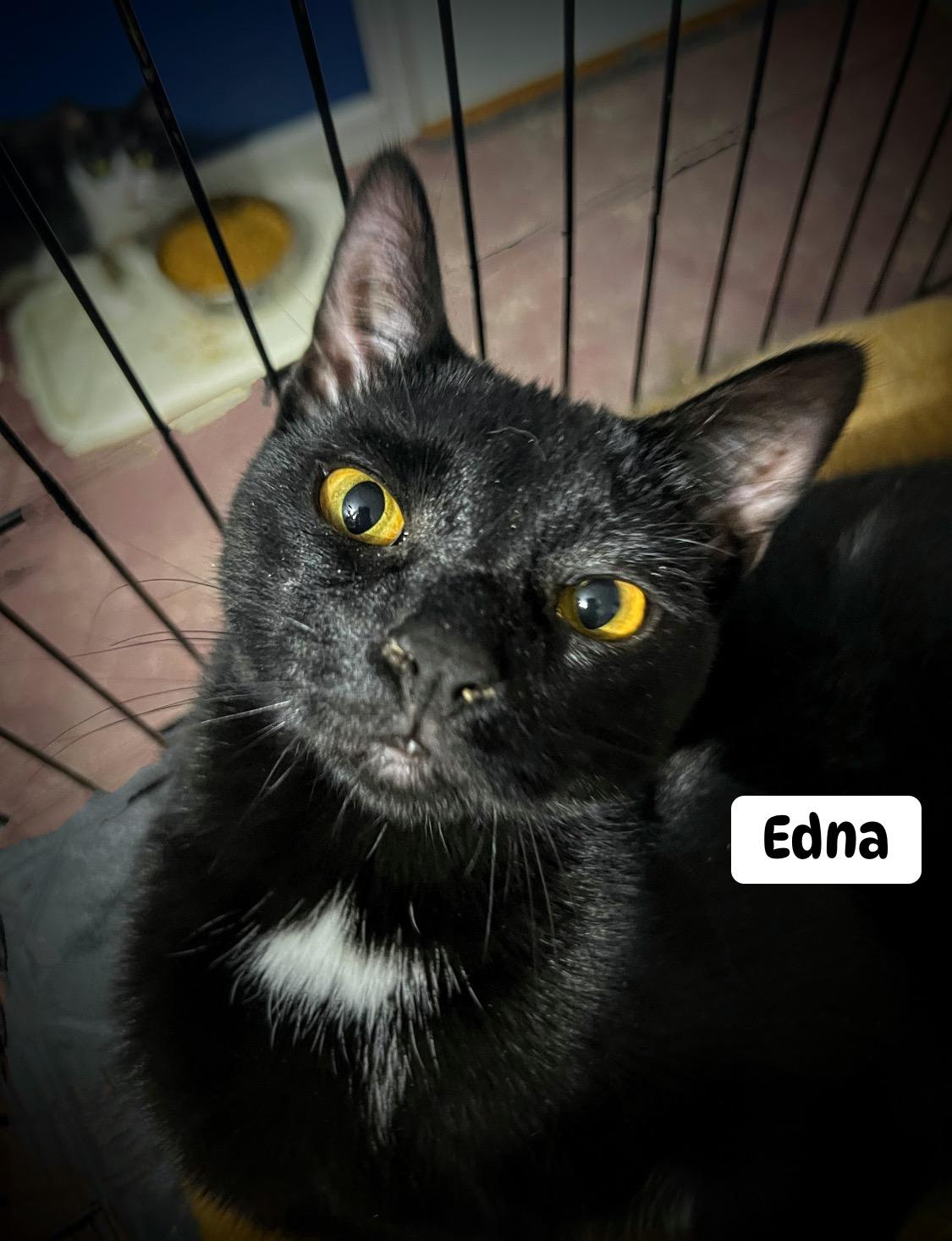 Enlarge Edna, a Adoptable Domestic Short Hair image 1/5