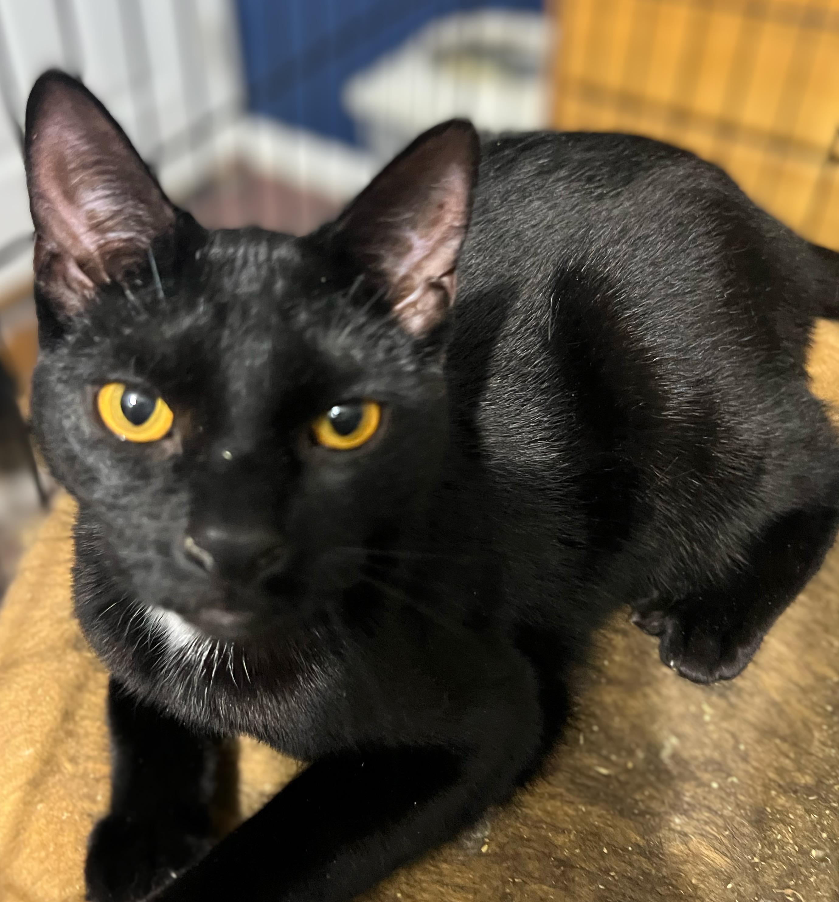 Enlarge Edna, a Adoptable Domestic Short Hair image 2/5