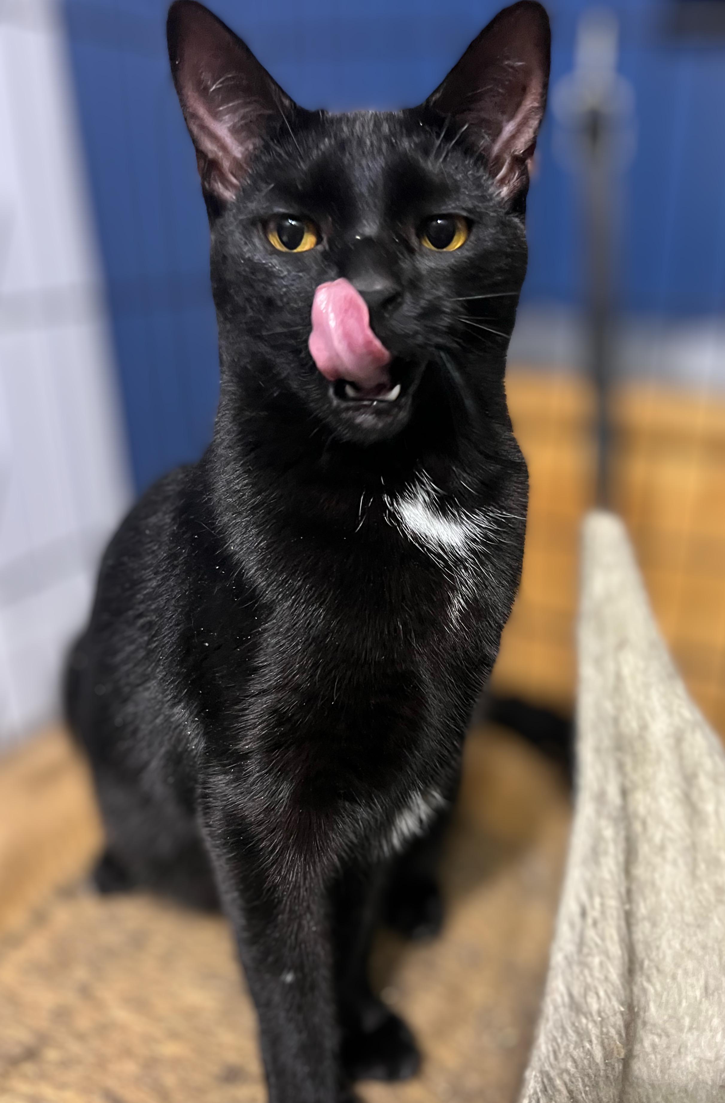 Enlarge Edna, a Adoptable Domestic Short Hair image 3/5