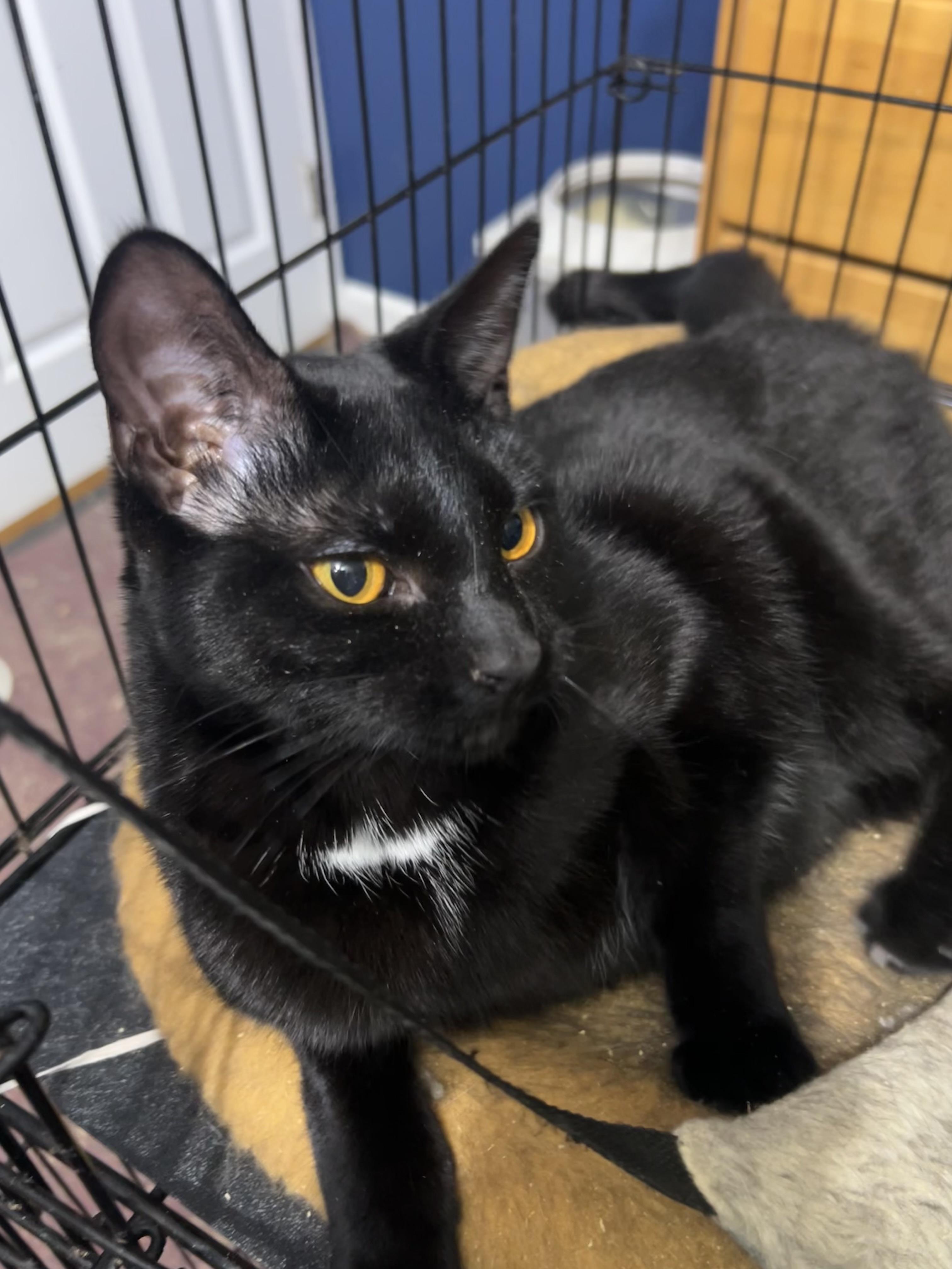 Enlarge Edna, a Adoptable Domestic Short Hair image 4/5