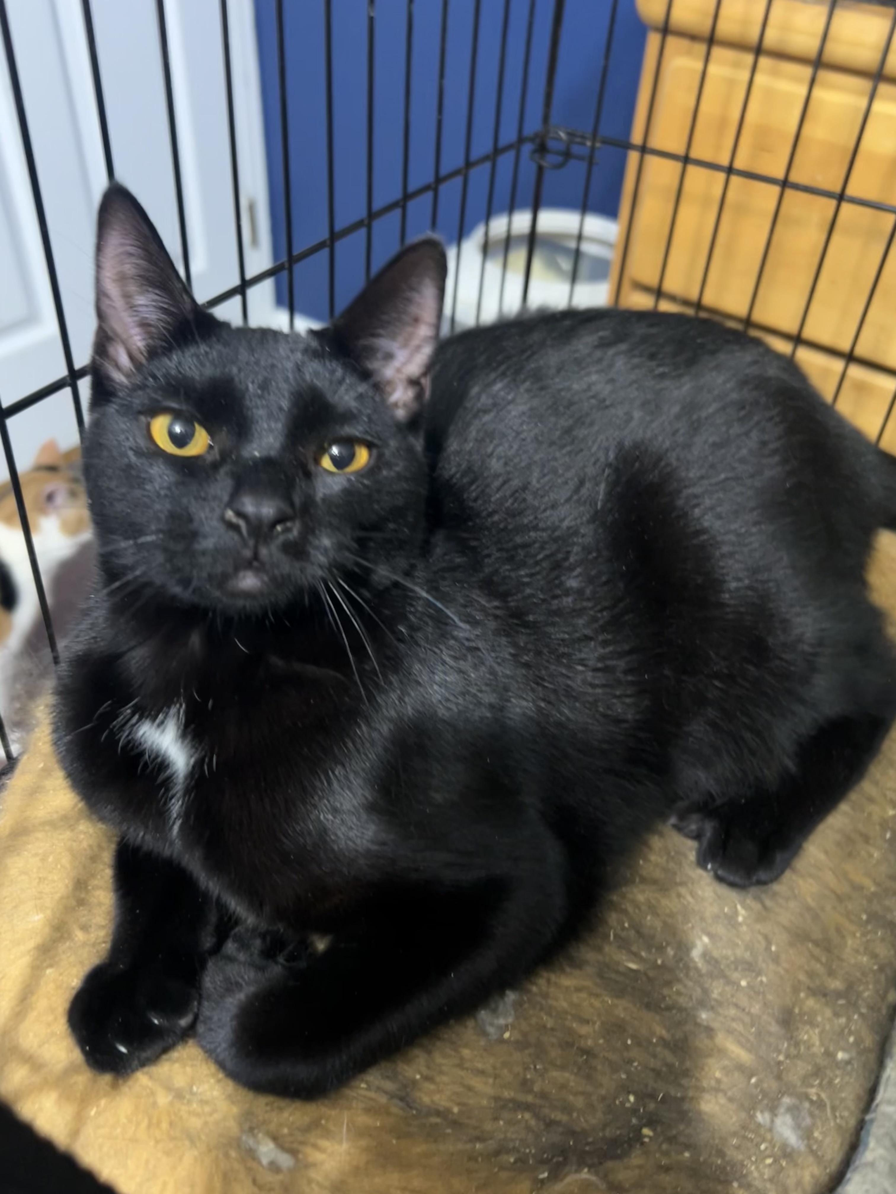 Enlarge Edna, a Adoptable Domestic Short Hair image 5/5