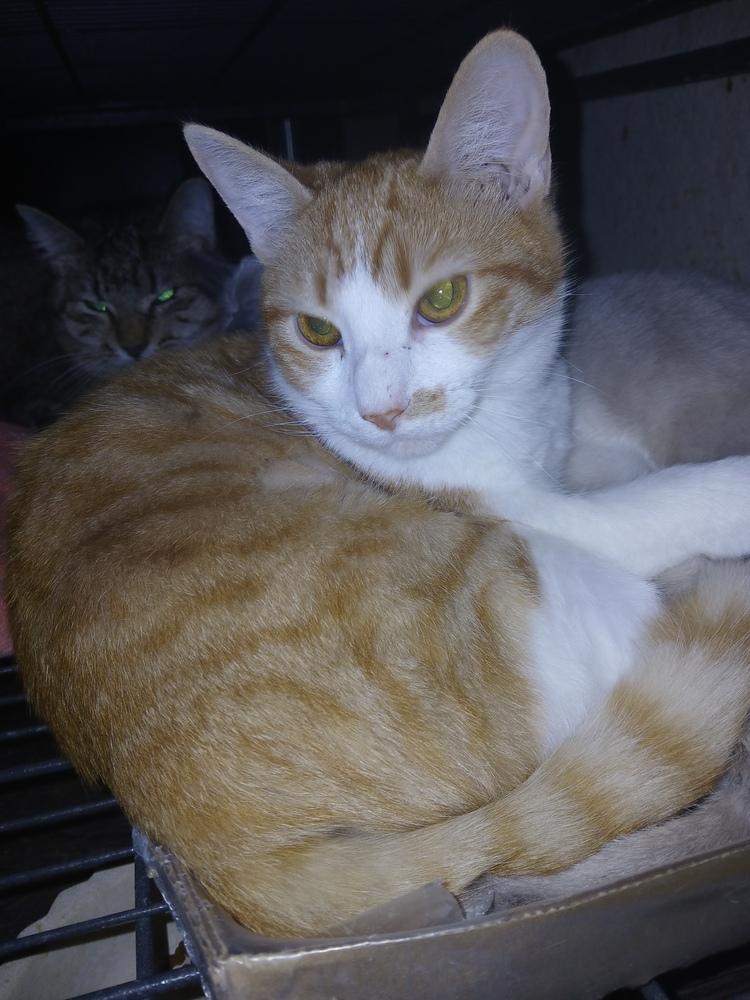 Enlarge Lonnie Lasagna, a Adoptable Domestic Short Hair in Thatcher, AZ image 1/1