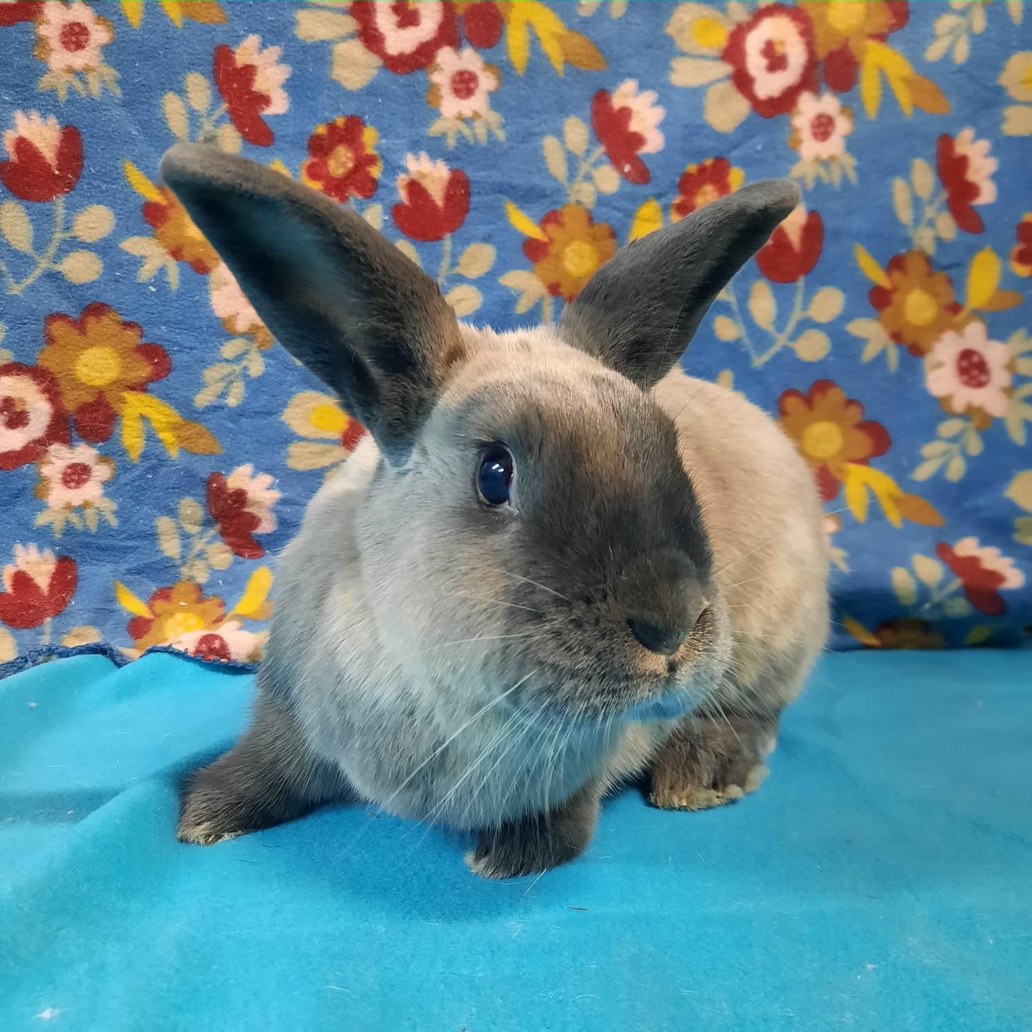 Vader, adopted, Adult Male Bunny Rabbit.