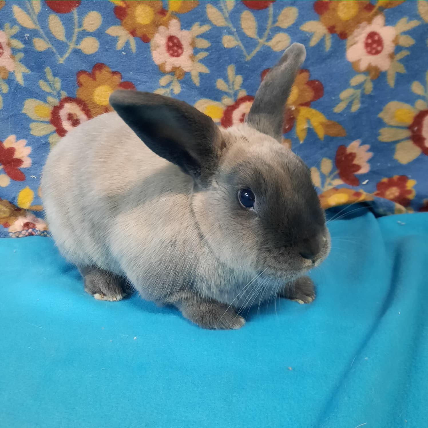 Enlarge Vader, an adopted Bunny Rabbit in Montclair, CA image 2/2