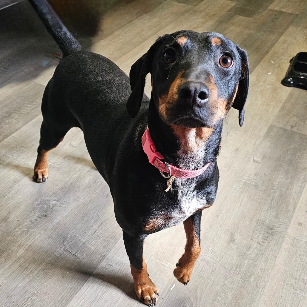 Enlarge Reba, a Adoptable German Pinscher in mount vernon, AR image 1/1