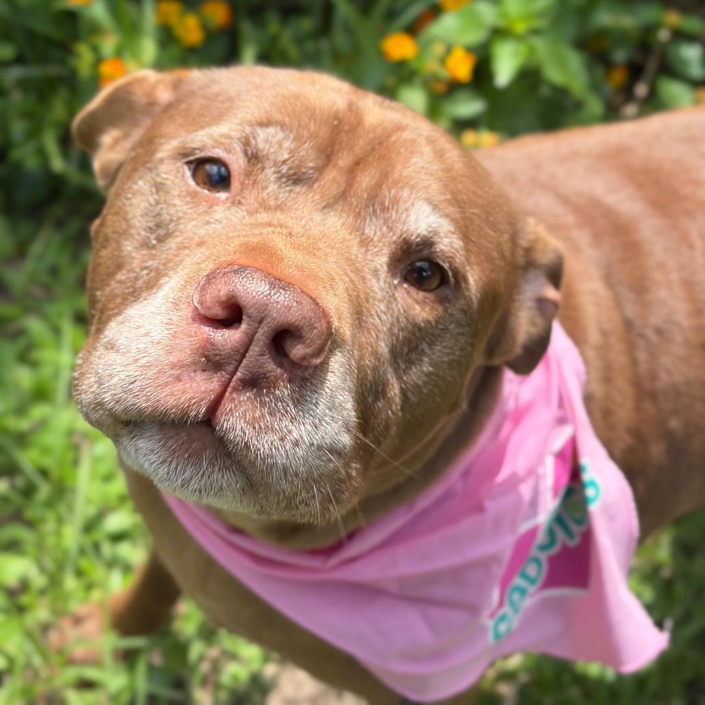 Precious, Adoptable, Senior Female Mixed Breed.