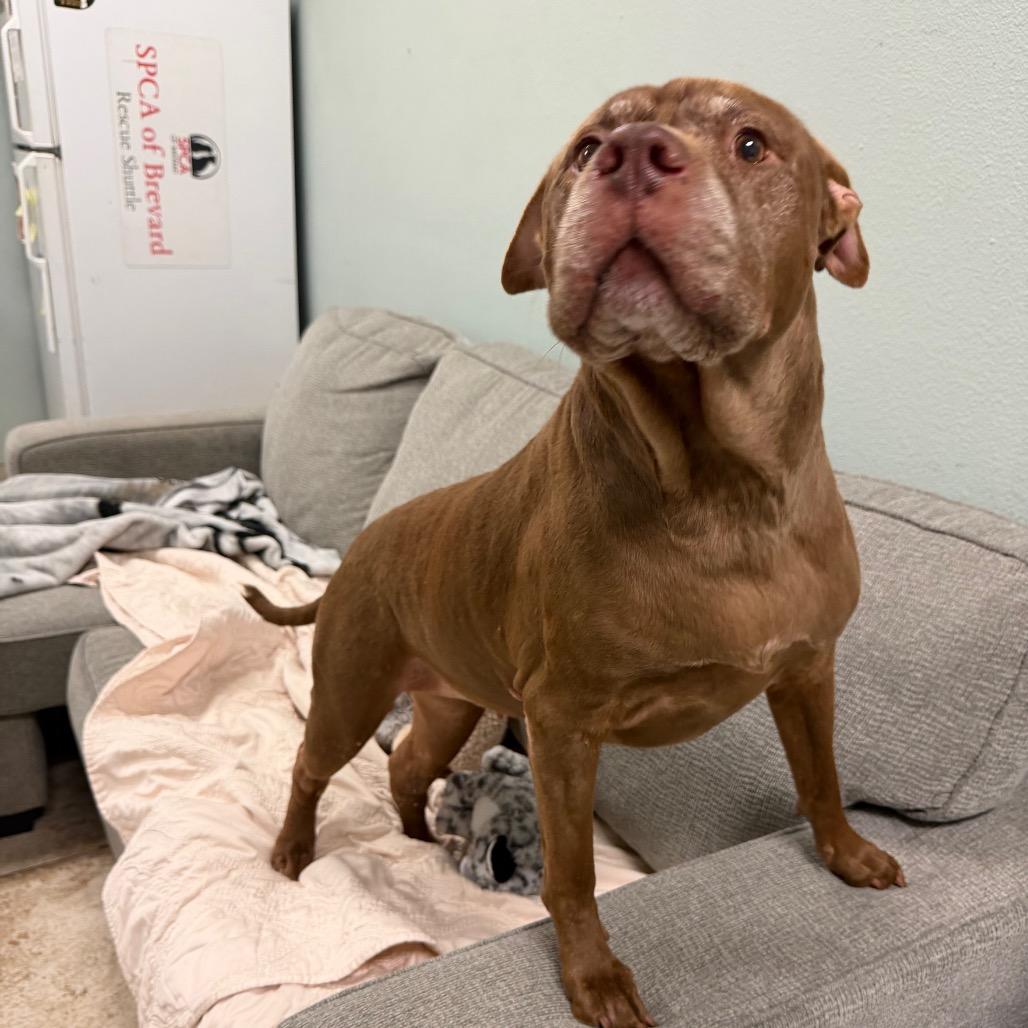 Precious, Adoptable, Senior Female Mixed Breed.