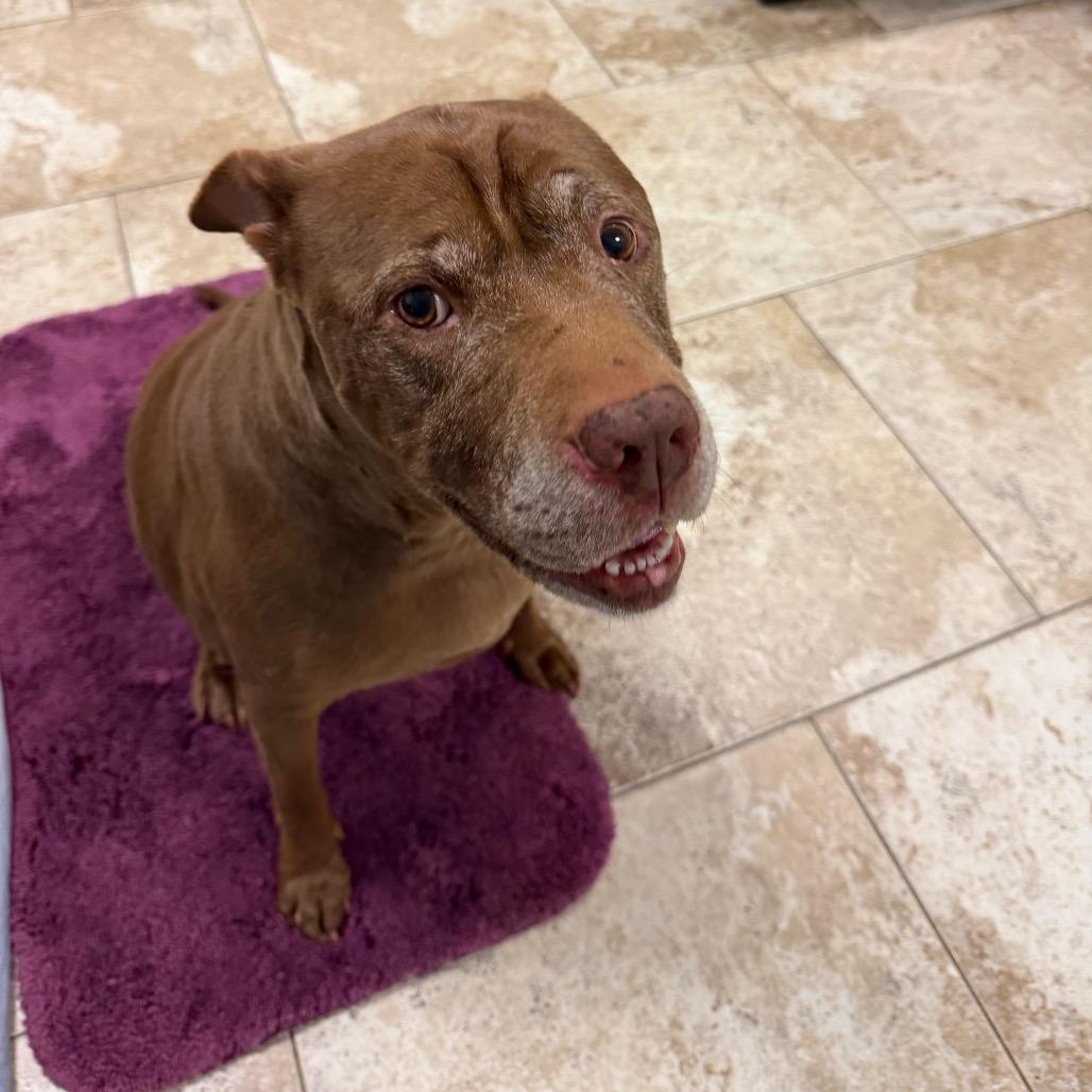 Precious, a Adoptable Mixed Breed in Titusville, FL image 2/5