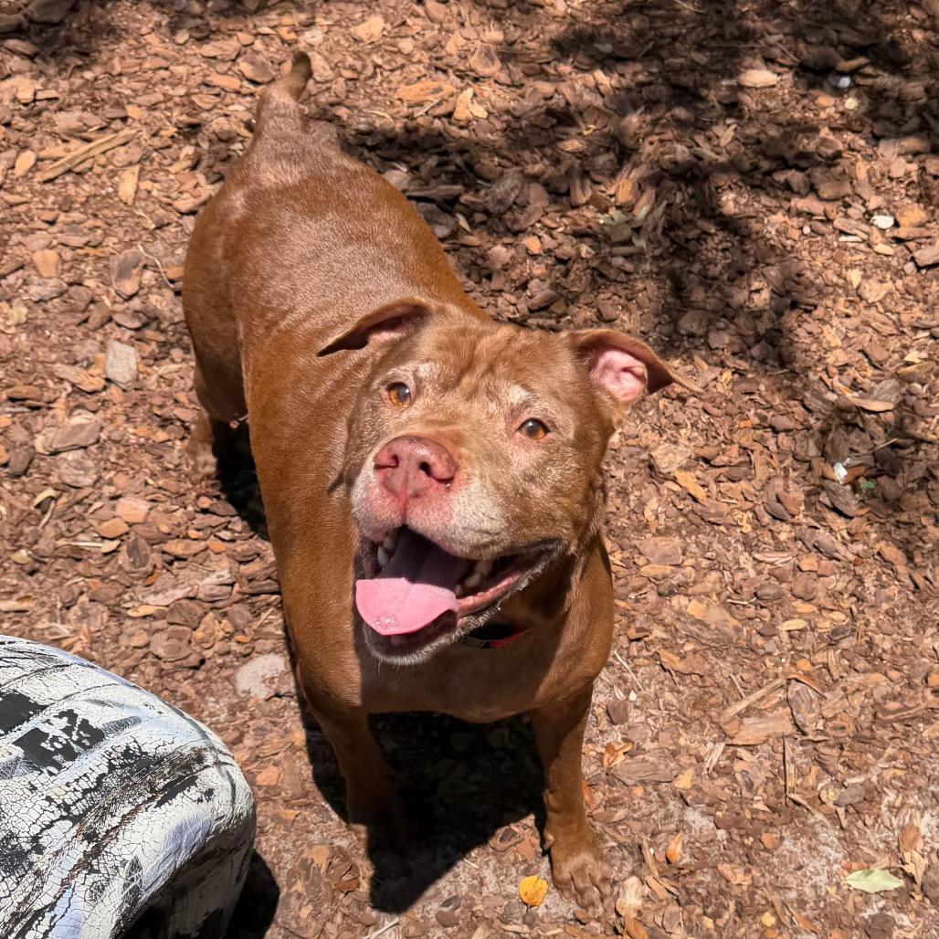 Precious, Adoptable, Senior Female Mixed Breed.