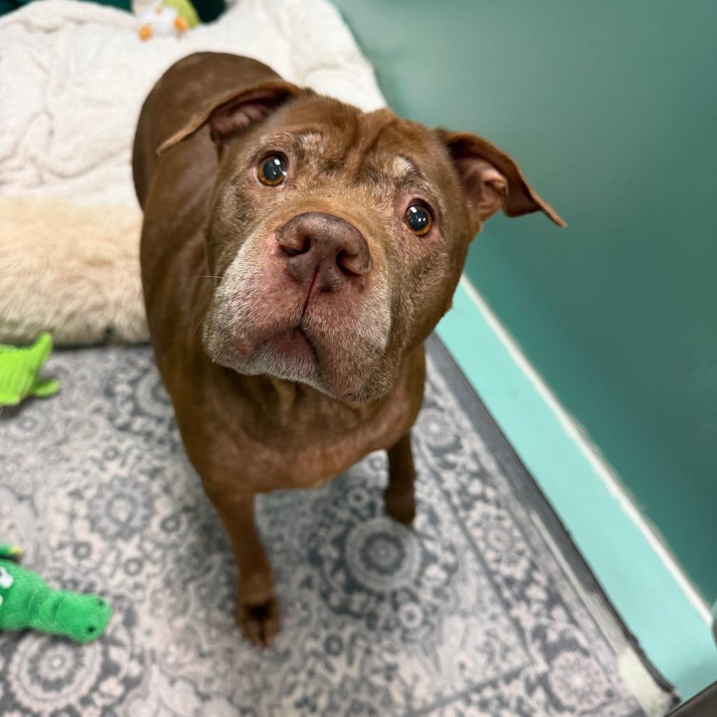 Precious, a Adoptable Mixed Breed in Titusville, FL image 2/2
