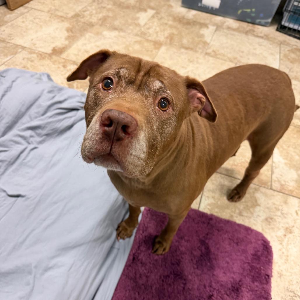 Precious, a Adoptable Mixed Breed in Titusville, FL image 5/5