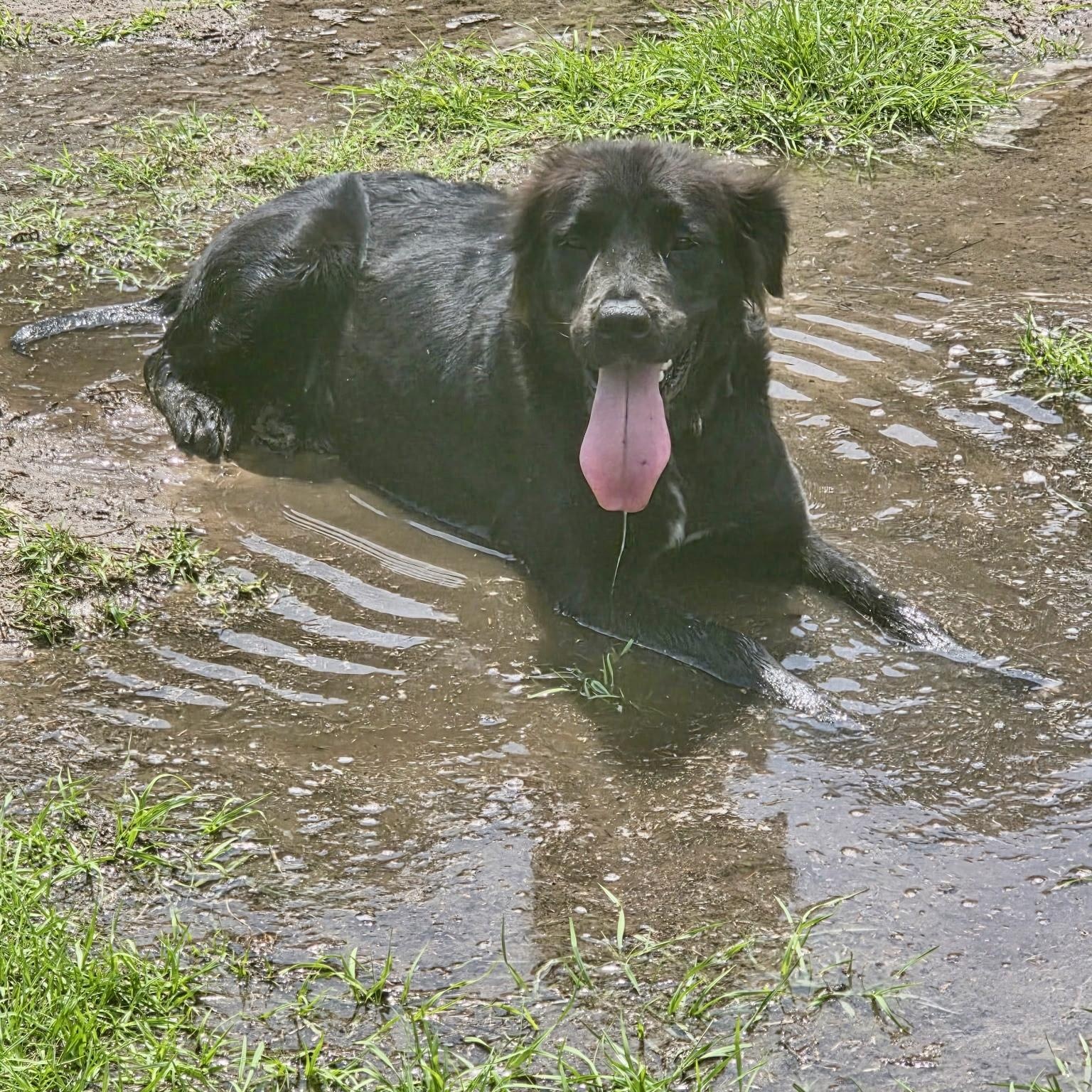 Enlarge Ebony, an adopted mixed breed in Bethlehem, PA image 2/6