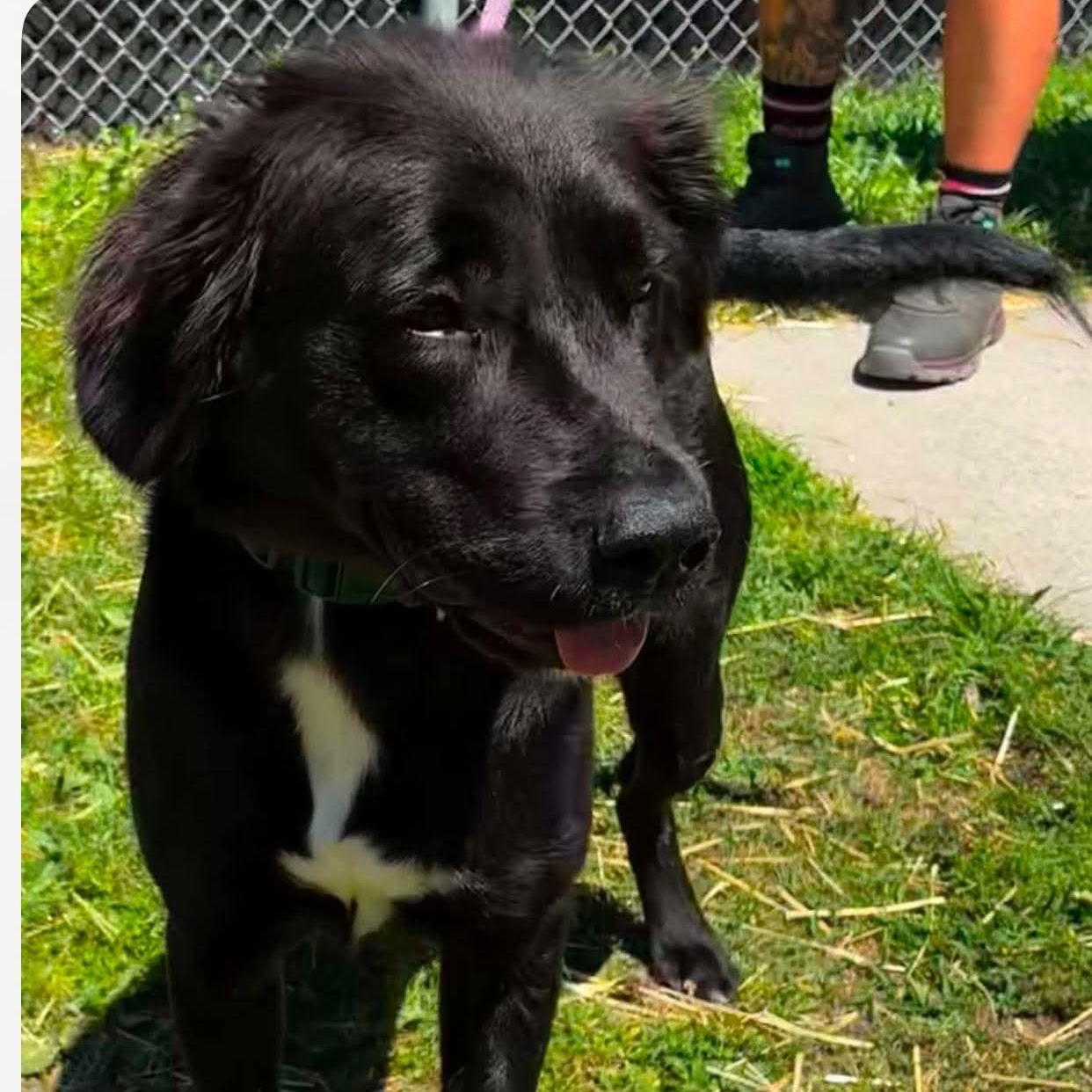 Enlarge Ebony, an adopted mixed breed in Bethlehem, PA image 3/6