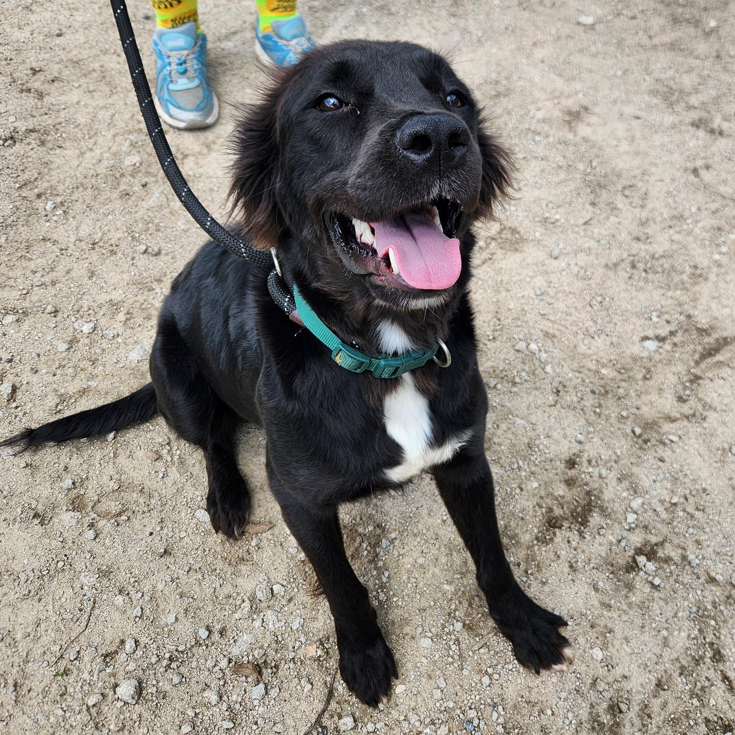 Ebony, adopted, Adult Female Flat-Coated Retriever & Boykin Spaniel.