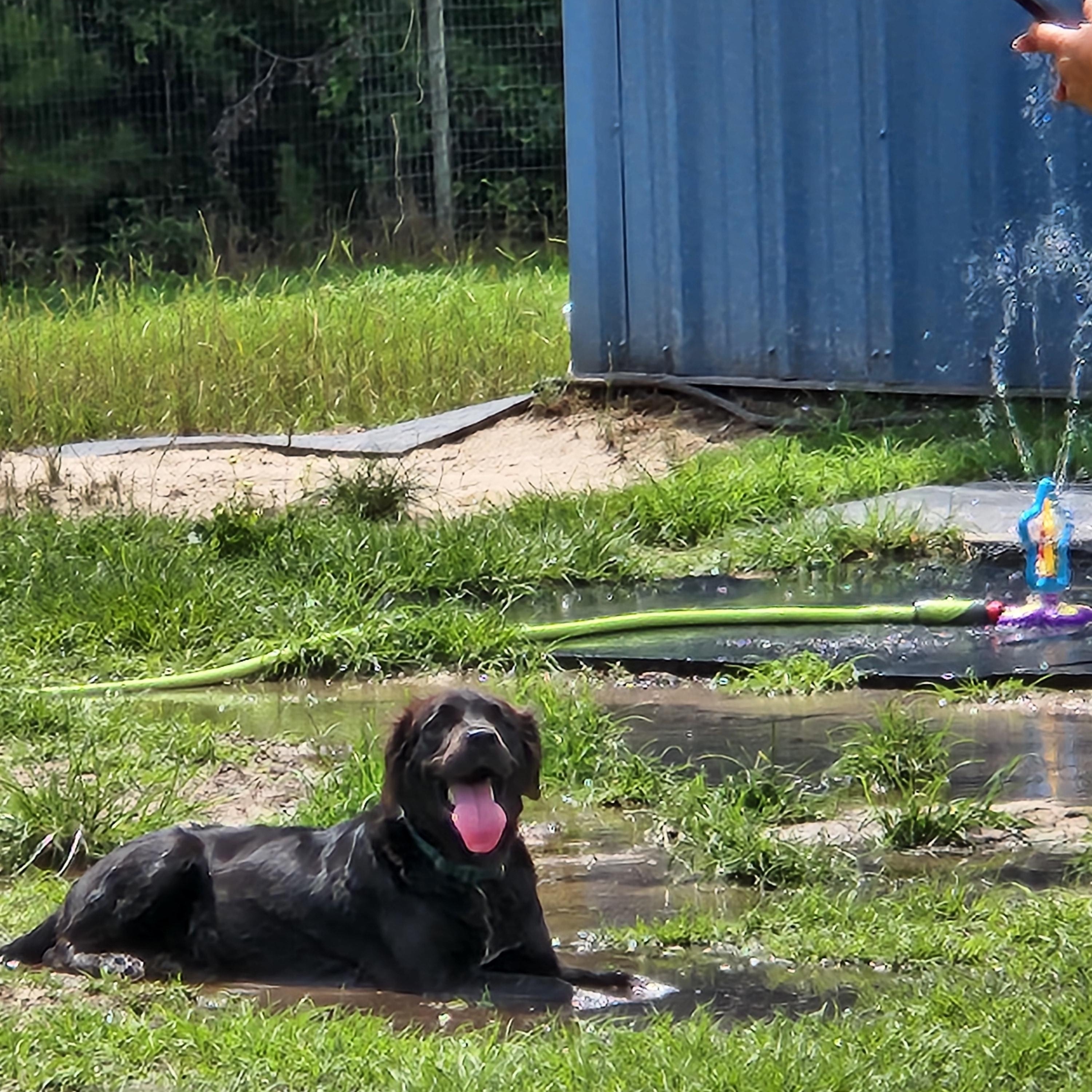 Enlarge Ebony, an adopted mixed breed in Bethlehem, PA image 6/6