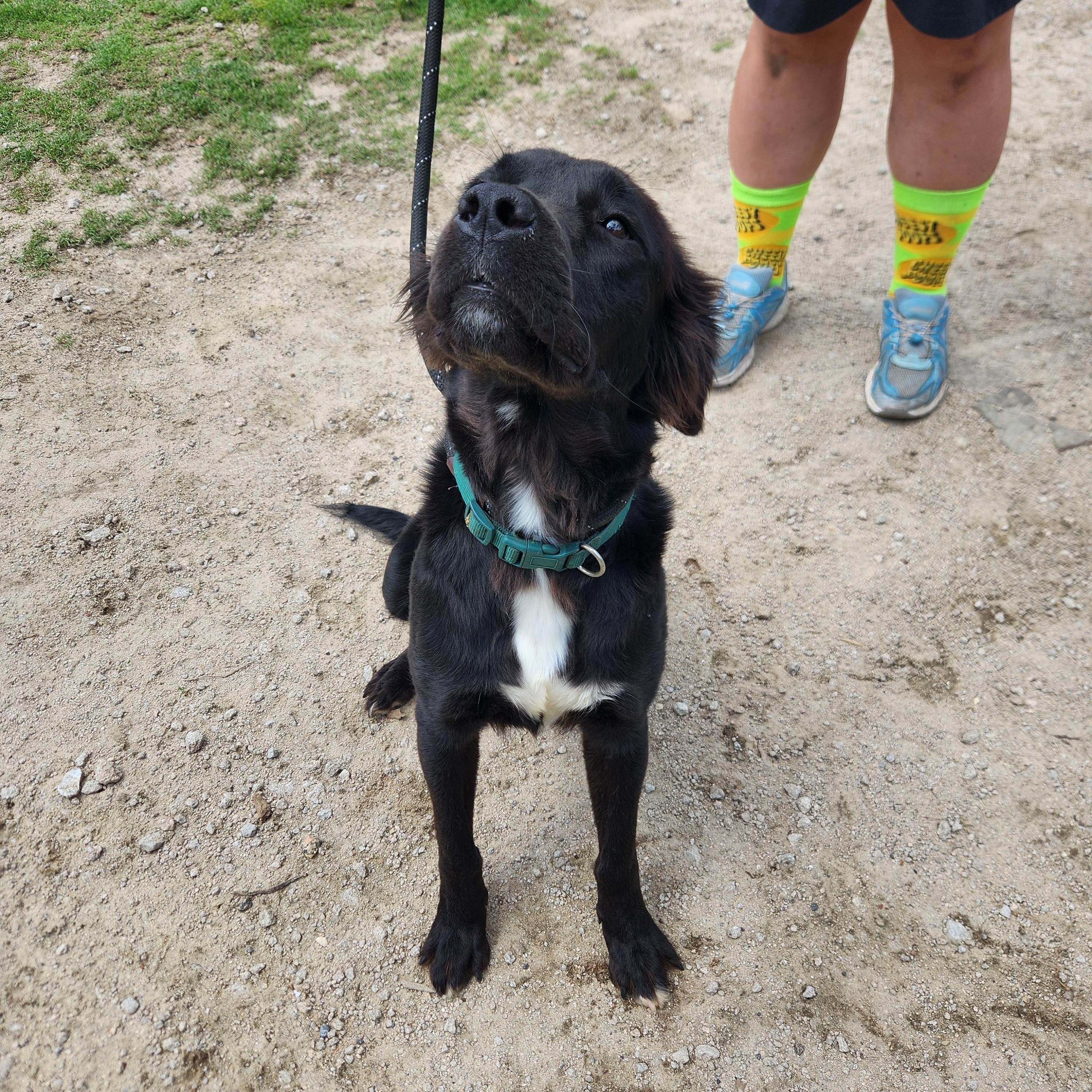 Enlarge Ebony, an adopted mixed breed in Bethlehem, PA image 5/6