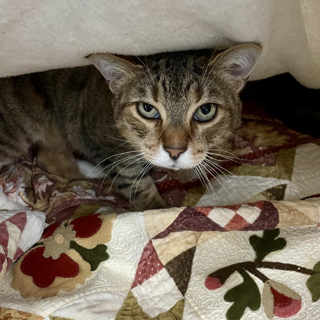 Matteo, Adoptable, Adult Male Domestic Short Hair.