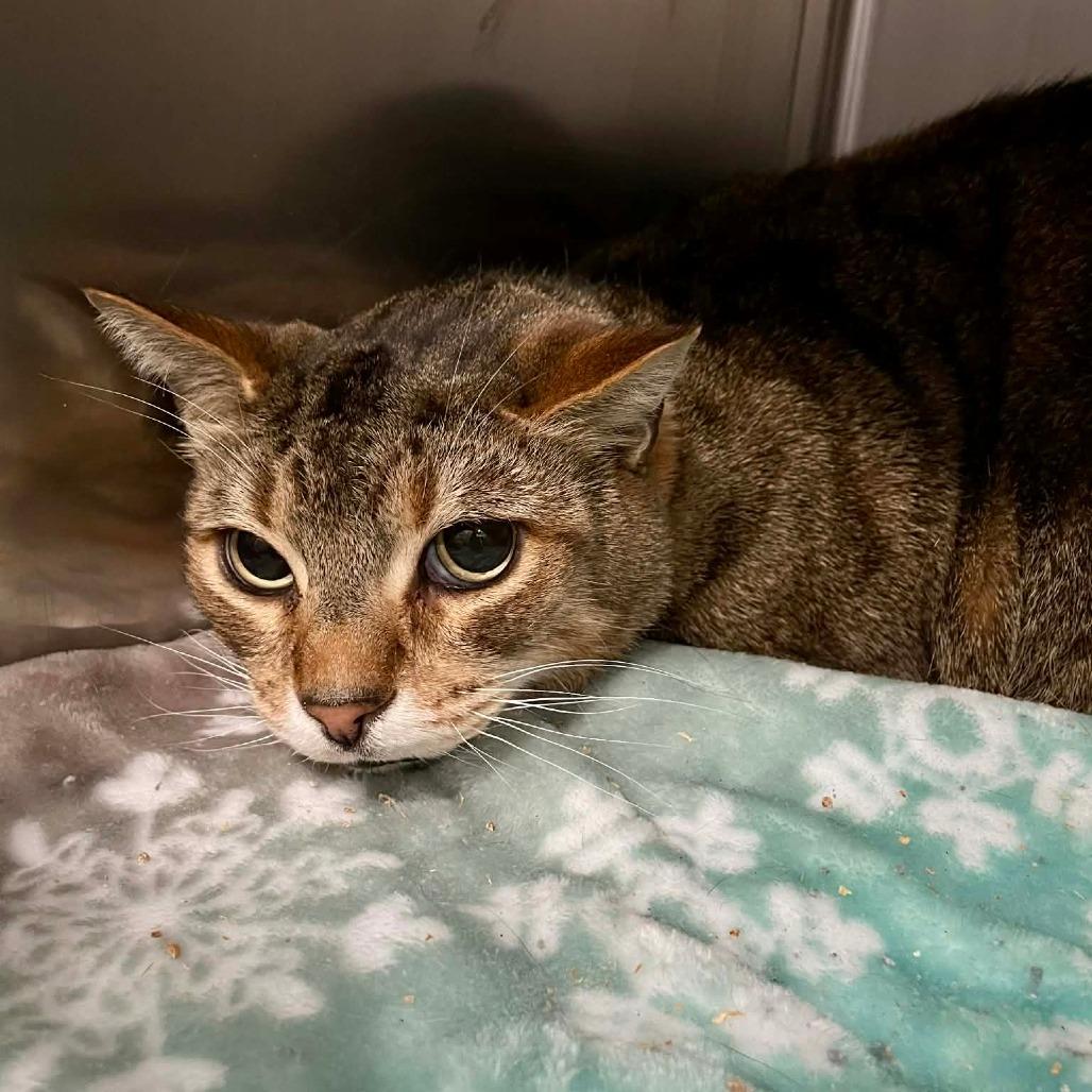 Enlarge Matteo, a Adoptable Domestic Short Hair in Fairmont, WV image 2/2