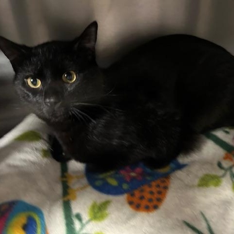 Ruger, adopted, Young Male Domestic Short Hair.