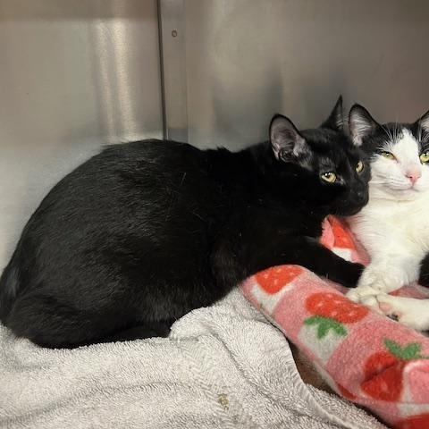 Enlarge Ruger, an adopted Domestic Short Hair in Stanhope, NJ image 5/6