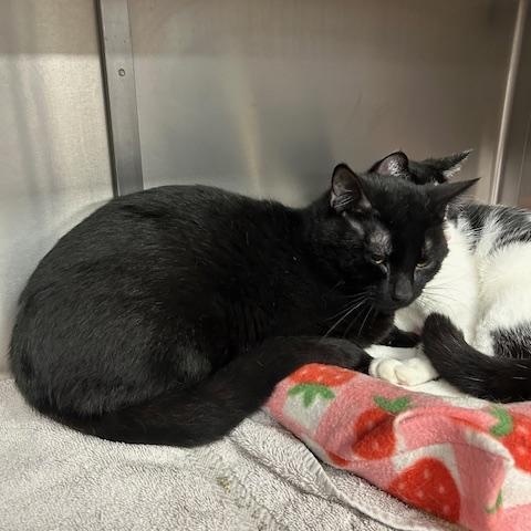 Enlarge Ruger, an adopted Domestic Short Hair in Stanhope, NJ image 6/6