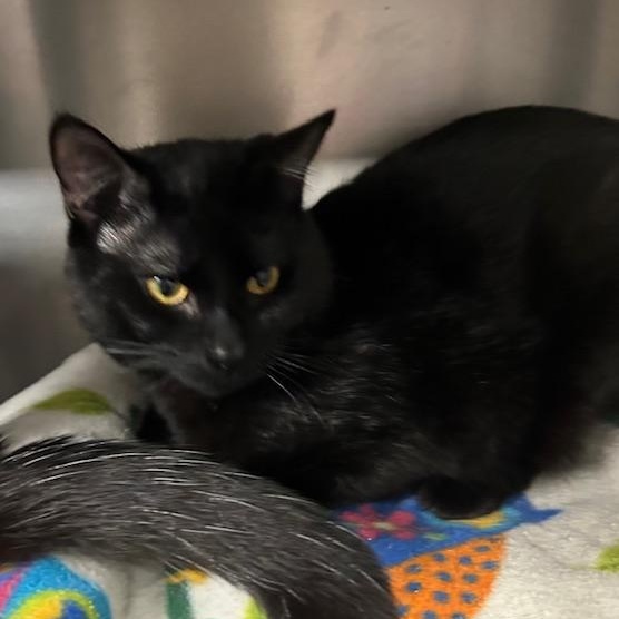 Enlarge Ruger, an adopted Domestic Short Hair in Stanhope, NJ image 2/6