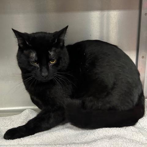 Enlarge Ruger, an adopted Domestic Short Hair in Stanhope, NJ image 3/6