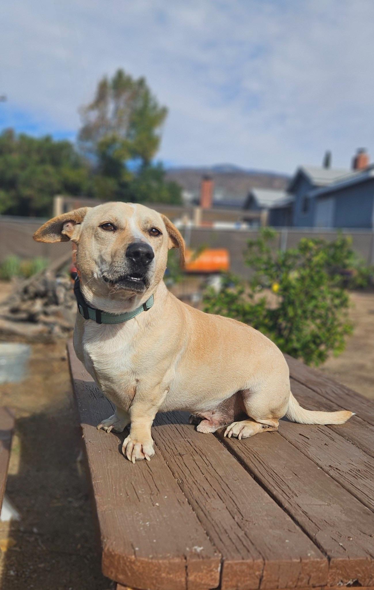 Bubbles, Young Male Chihuahua
