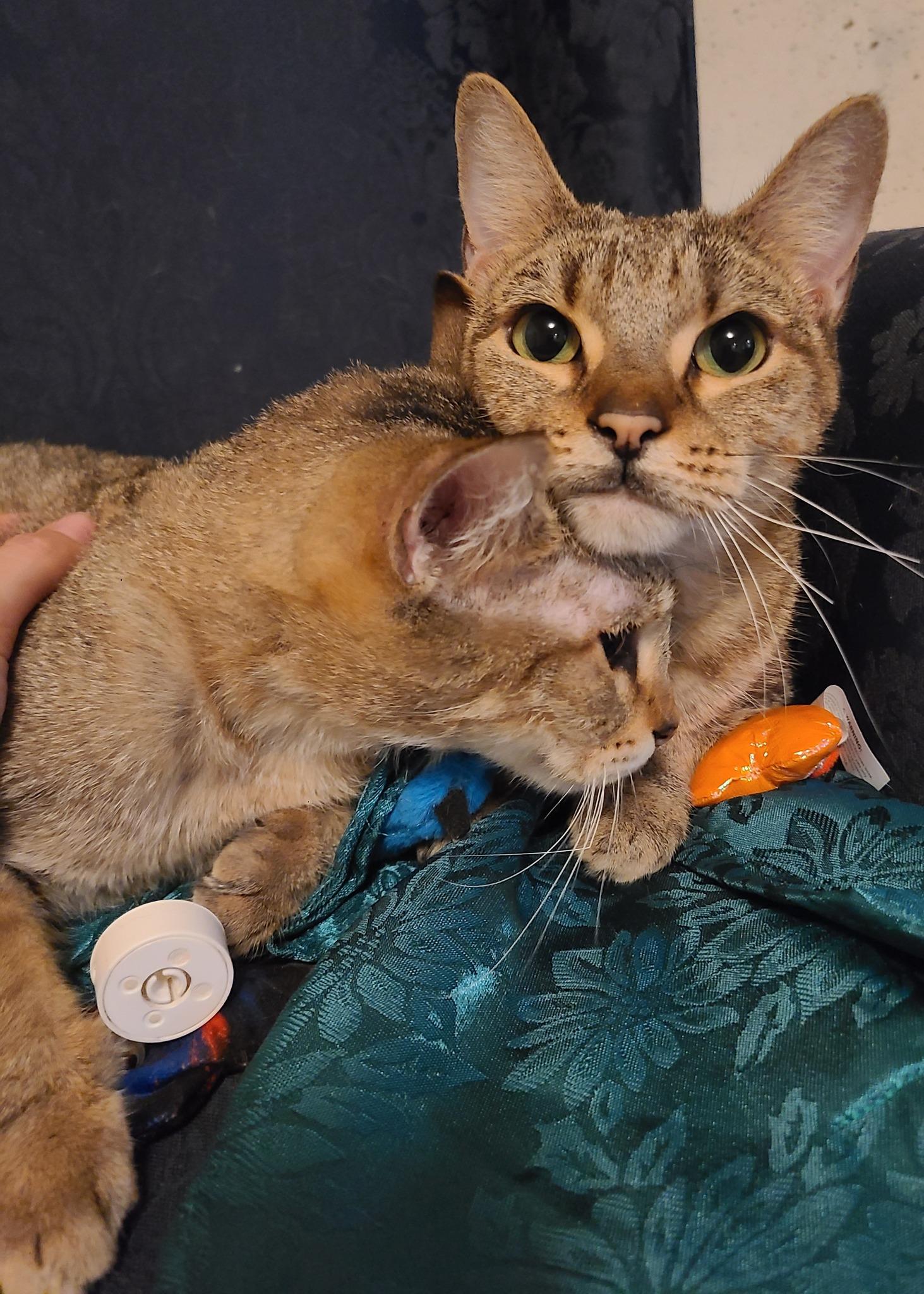 Enlarge Robyn and Pipper, an adopted Domestic Short Hair in Ellijay, GA image 2/6