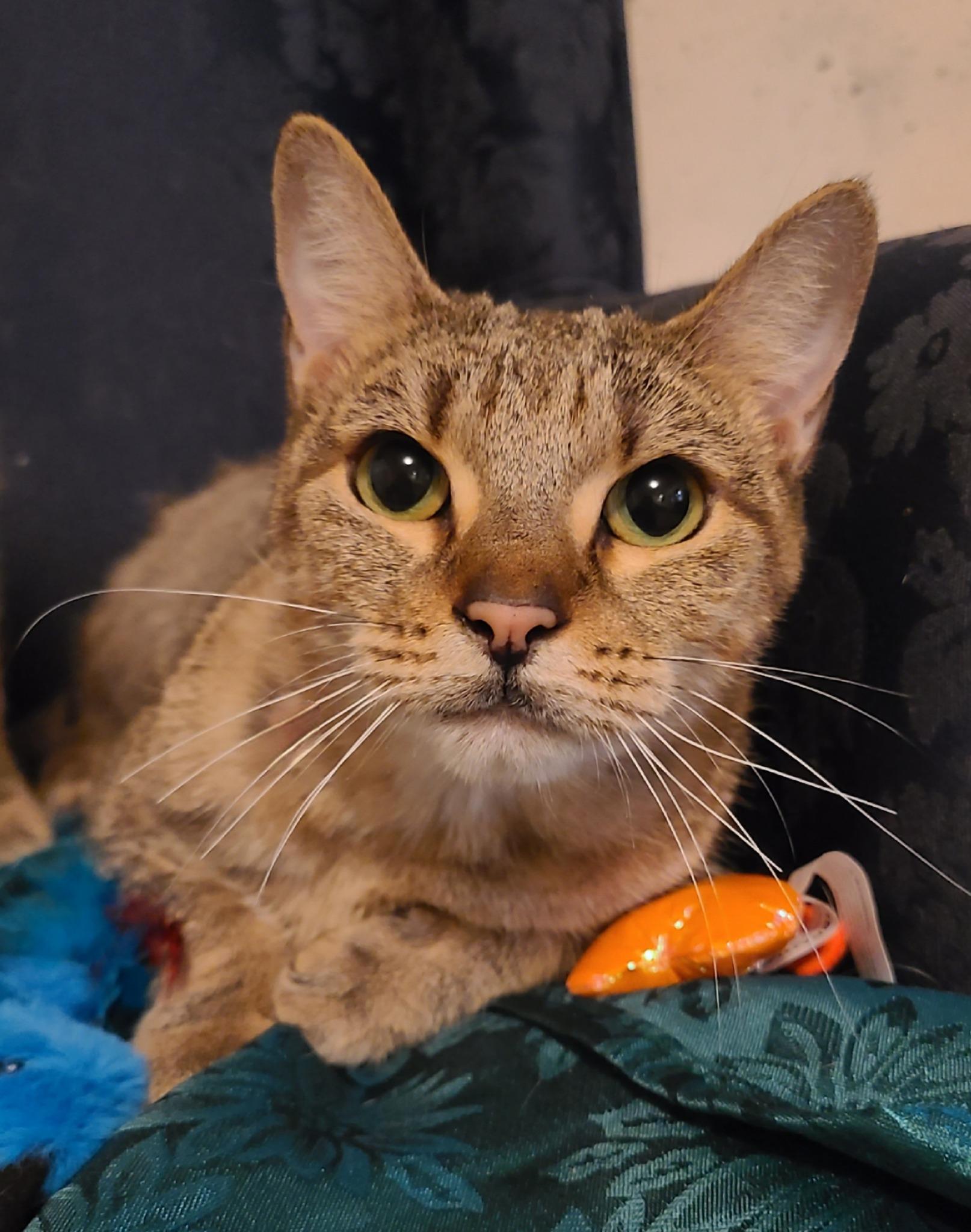 Enlarge Robyn and Pipper, an adopted Domestic Short Hair in Ellijay, GA image 4/6