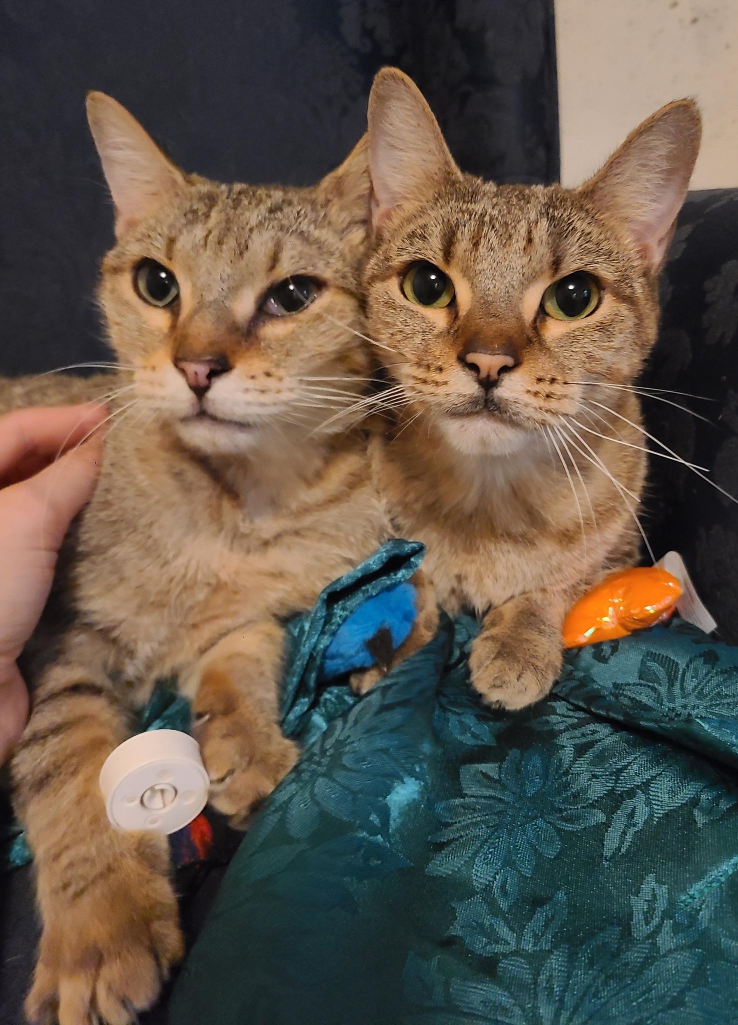 Enlarge Robyn and Pipper, an adopted Domestic Short Hair in Ellijay, GA image 1/6