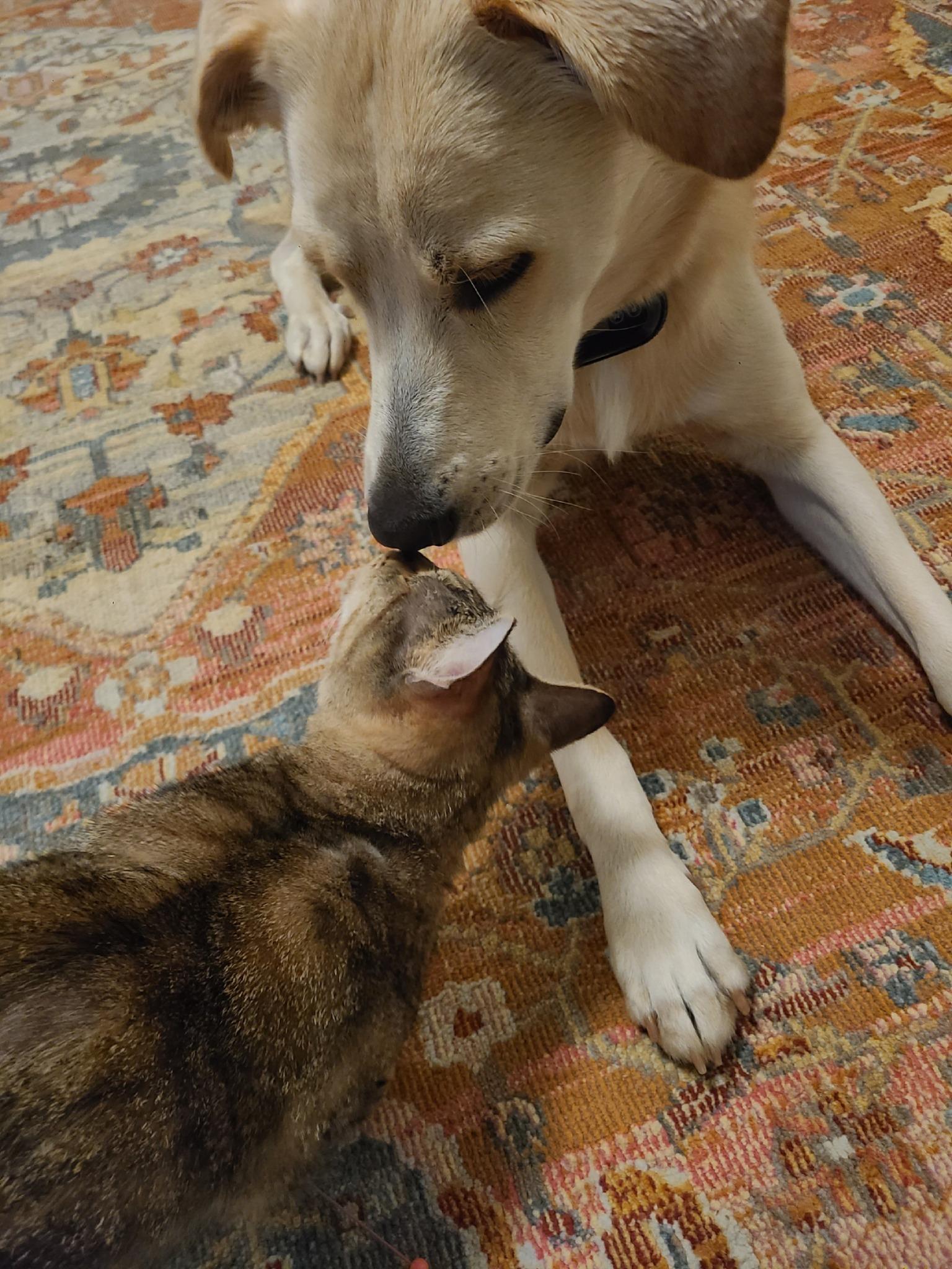Enlarge Robyn and Pipper, an adopted Domestic Short Hair in Ellijay, GA image 6/6