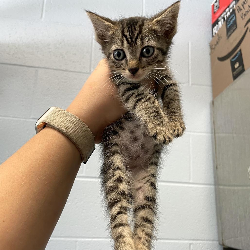 Sternum, a Adoptable Domestic Short Hair in Carencro, LA image 1/4