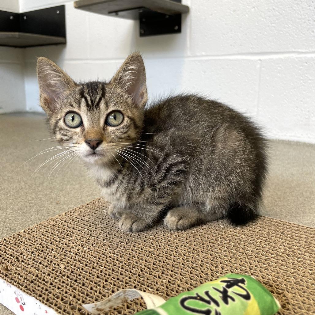Sternum, a Adoptable Domestic Short Hair in Carencro, LA image 2/4